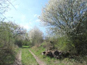 Von Reinsdorf zur Hängeseilbrücke April 2026.JPG