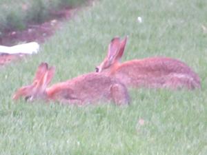 Wildkaninchen am Invalidendom 2026.JPG