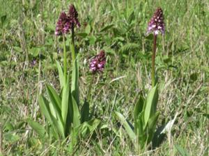 Finnberg Orchideen 1 Mai 2026.JPG