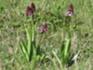 Finnberg Orchideen 1 Mai 2026.JPG