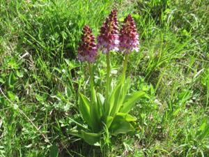 Finnberg Orchideen 2 Mai 2026.JPG