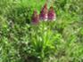 Finnberg Orchideen 2 Mai 2026.JPG