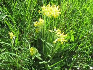 Finnberg Schlüsselblume Mai 2026.JPG