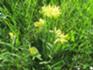 Finnberg Schlüsselblume Mai 2026.JPG