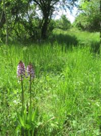Orchideenpfad Krawinkel 4 Mai 2026.jpg
