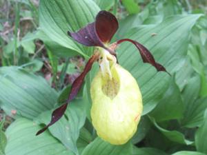 Orchideenpfad Krawinkel 5 Mai 2026.jpg