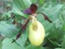 Orchideenpfad Krawinkel 5 Mai 2026.jpg