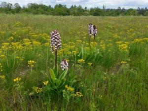 Orchideenpfad Krawinkel Mai 2026.jpg