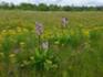 Orchideenpfad Krawinkel Mai 2026.jpg