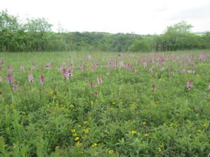 Orchideenwiese Tote Täler Mai 2026.JPG