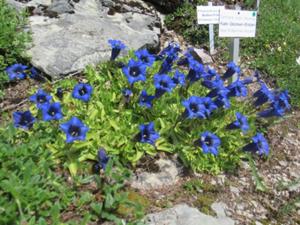 Rennsteiggarten Oberhof 1 Mai 2026.JPG