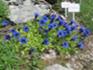 Rennsteiggarten Oberhof 1 Mai 2026.JPG