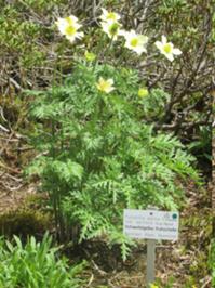 Rennsteiggarten Oberhof 2 Mai 2026.JPG