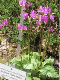 Rennsteiggarten Oberhof 3 Mai 2026.JPG