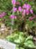Rennsteiggarten Oberhof 3 Mai 2026.JPG