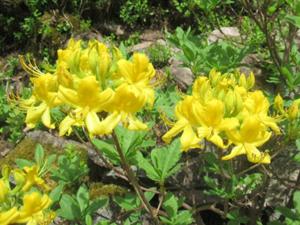 Rennsteiggarten Oberhof 5 Mai 2026.JPG