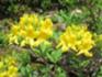 Rennsteiggarten Oberhof 5 Mai 2026.JPG