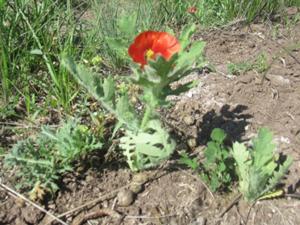 Roter Hornmohn Herrnschwende 2026.JPG