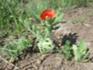 Roter Hornmohn Herrnschwende 2026.JPG