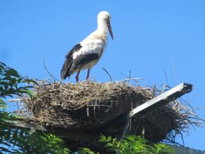 Storch Herrnschwende 2.JPG