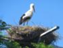 Storch Herrnschwende 2.JPG