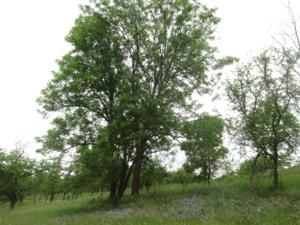Vogelsberg Klausberg 1 Mai 2026.JPG