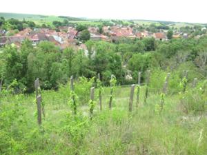Vogelsberg Klausberg 7 Mai 2026.JPG