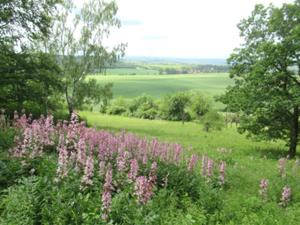 Finnberg Burgwenden Diptam.JPG