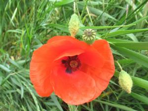 Finnberg Burgwenden Mohn Juni 2026.JPG