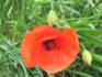 Finnberg Burgwenden Mohn Juni 2026.JPG