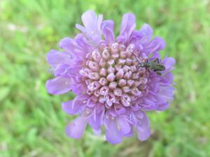 Finnberg Burgwenden Witwenblume Juni 2026.JPG