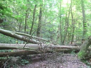 Garnbach Mühlbachtal Juni 026 .JPG