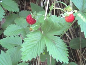 Walderdbeeren Juni 2026.JPG