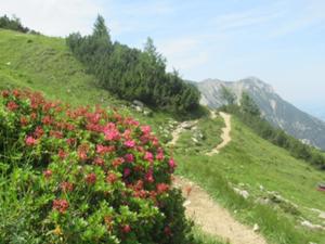 Alpenrosen am Füssener Jöchle Juli 2026.jpg