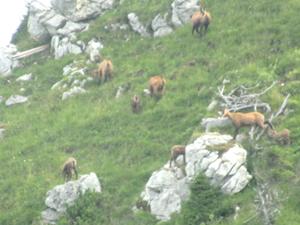 Gämsen Gräner Höhenweg 2 Juli 2026 Tannheimer Tal.JPG