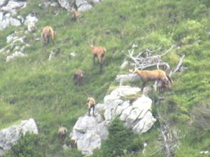 Gämsen Gräner Hohenweg 1 Juli 2026.JPG