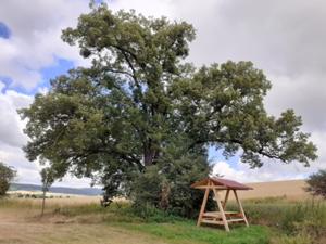 Kirschberg Oberheldrungen 1 Juli 2026.jpg
