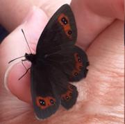 Lechtal  Schmetterling Juli 2026.JPG