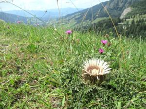 Silberdistel über Bad Hindelang 1 juli 2026.JPG