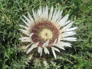 Silberdistel über Bad Hindelang 2 juli 2026.JPG