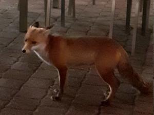 Abendlicher Fuchsbesuch Braugasthof Sophienhof 2 2026.jpg