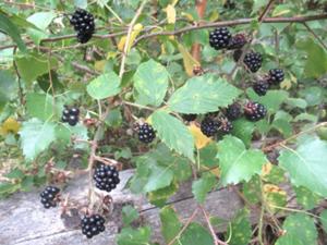 Brombeeren am WiegentalWildnisweg August 2026.JPG