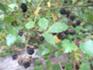 Brombeeren am WiegentalWildnisweg August 2026.JPG