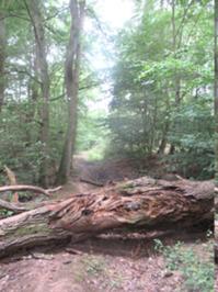 Kletterstelle 2 am WiegentalWildnisweg August 2026.JPG