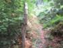 WiegentalWildnisweg 3 August 2026.JPG