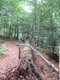 WiegentalWildnisweg 4 August 2026.JPG