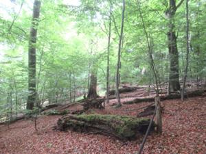 WiegentalWildnisweg 5 August 2026.JPG