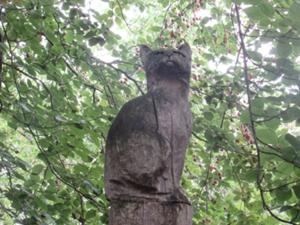 Wildkatze WiegentalWildnisweg August 2026.JPG
