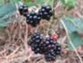 Brombeeren Hohe Schrecke 2026.JPG