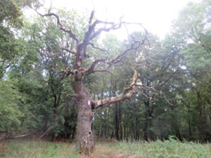 Wöbelsburg 2.jpg